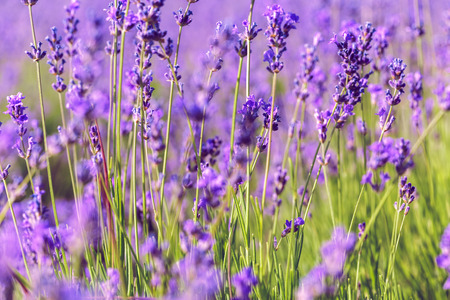 Lavender Field in the summerの写真素材