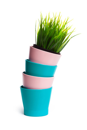 Decoration plant on pot isolated on whiteの写真素材