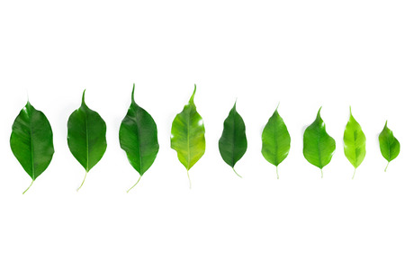 leaf isolated on white