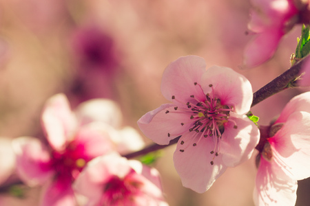 spring tree with pink flowersの写真素材