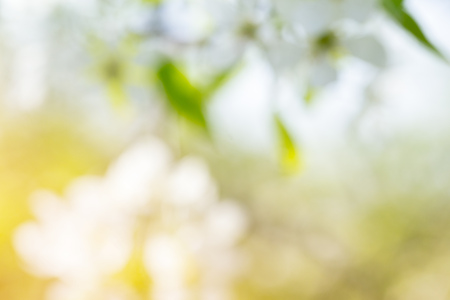 Green blurred background and sunlightの写真素材