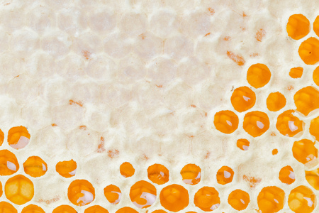 Honeycombs with honey. Natural background.の写真素材