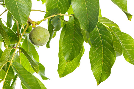 Walnuts fruits green tree branch isolated on a white backgroundの写真素材