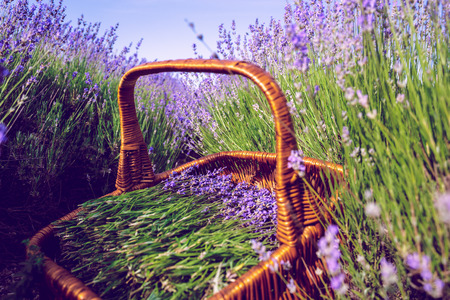 Basket with lavender in the fieldの写真素材