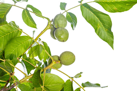 Walnuts fruits green tree branch isolated on a white backgroundの写真素材
