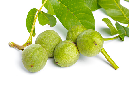 Walnuts fruits green tree branch isolated on a white backgroundの写真素材