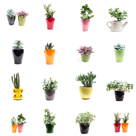 set of flowers in pots isolated on whiteの写真素材