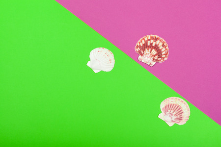 Tropical Background. Seashell on colourful trendy modern fashion background.の写真素材