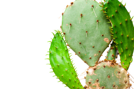 Cactus plant isolated on white backgroundの写真素材