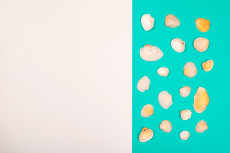 Tropical Background. Seashell on colourful trendy modern fashion background.