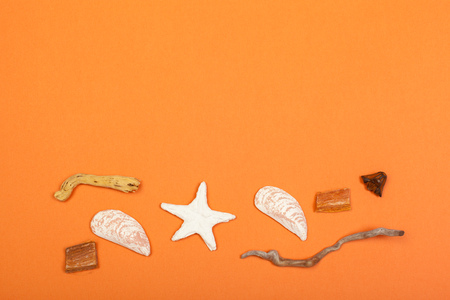 Tropical Background. Seashell on colourful trendy modern fashion background.の写真素材