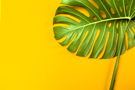 Fashion background with Monstera leafの写真素材
