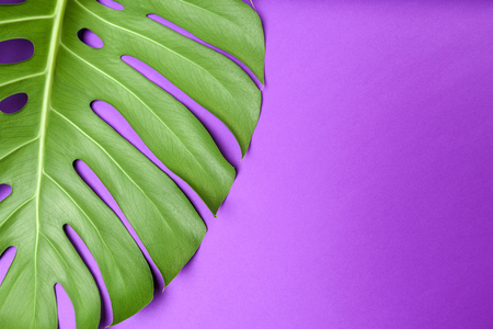 Fashion background with Monstera leafの写真素材