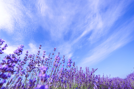 Lavender Field in the summerの写真素材