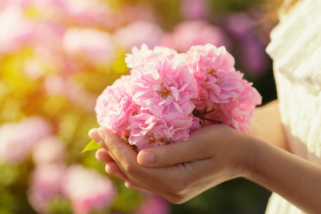 Woman holding roses closeup. Summer season.の写真素材