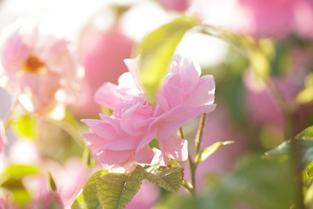pink rose bush closeup on field backgroundの写真素材