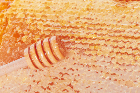 Fresh honeycombs on white backgroundの写真素材