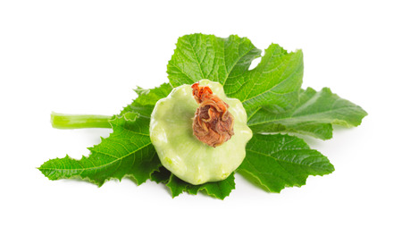 Sommer Squash isolated on whiteの写真素材