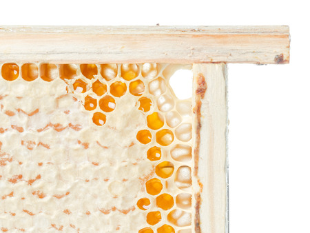 Sweet honeycomb isolated on whiteの写真素材