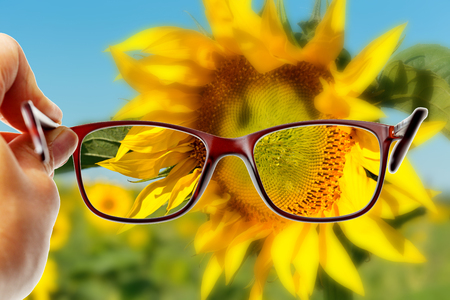View from reading eyeglasses on beautiful nature sunflower field view, healthy eyesight conceptの写真素材
