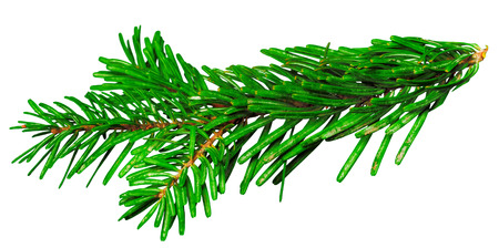 Fir branch isolated on white backgroundの写真素材