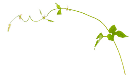 Green leaves isolated on white backgroundの写真素材