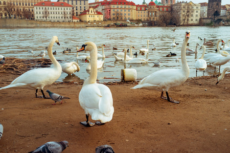 swans in Prague on the river landscape / czech capital, white swans on the river next to the Charles Bridge, Czech Republic, tourismの写真素材