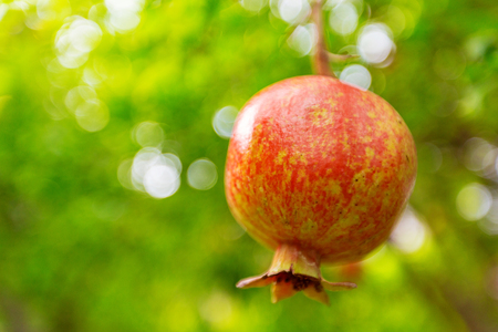 Ripe pomegranate fruit on the tree branchの写真素材