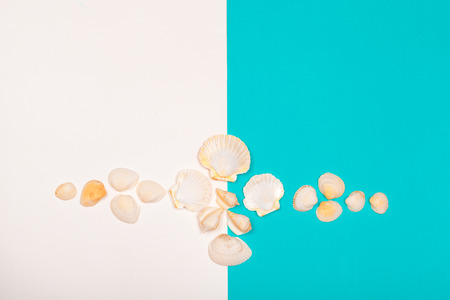 Seashell on colourful trendy modern fashion