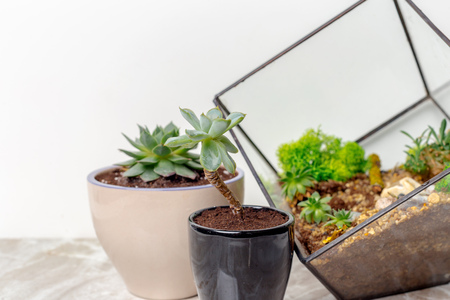Mini succulent garden in glass florariumの写真素材