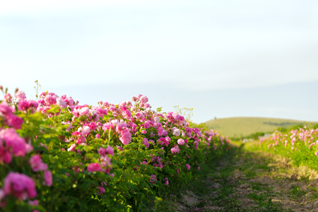 pink rose bush closeup on field backgroundの写真素材