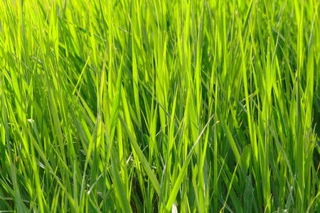 spring grass fieldの写真素材