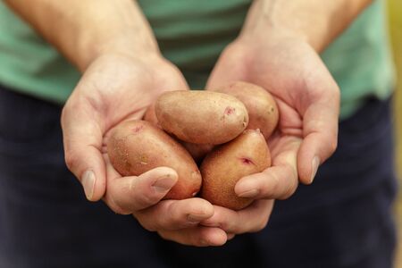 Potatoes in hands on soil background. Creative Photoの写真素材