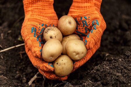 Potatoes in hands on soil background.の写真素材
