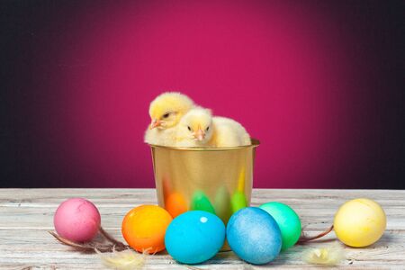 chick with easter eggs on wooden tableの写真素材