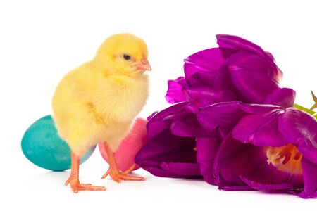Easter with chicks,eggs and flowersの写真素材