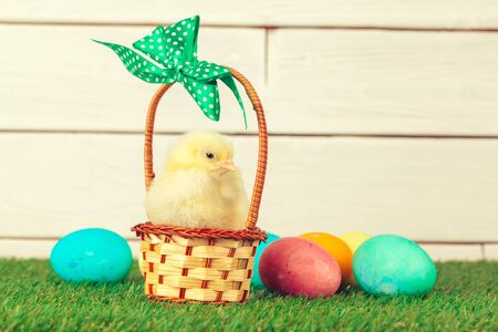 Easter eggs and chickens on green grass