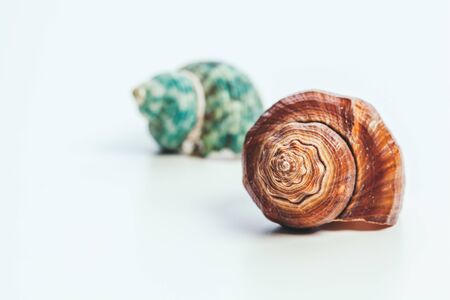 shells isolated on white background. creative photo.