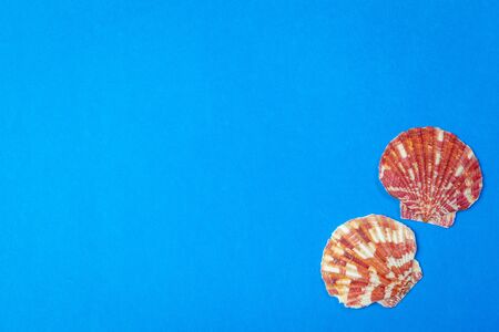 Flat lay. Top view. Frame of shells of various kinds on a blue background. creative photo.