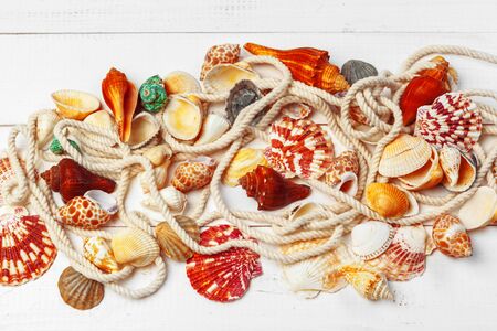 seashells on wooden background. close up. creative photo.