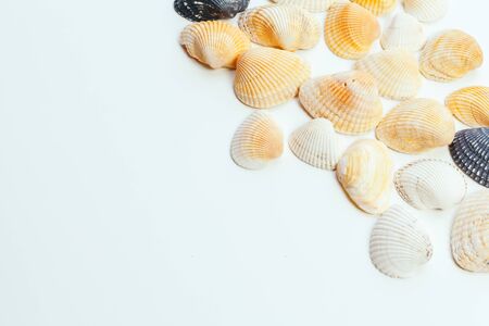 shells isolated on white background