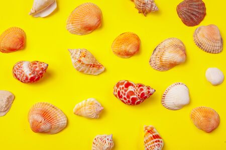 Seashells on a yellow background. Creative photo.の写真素材