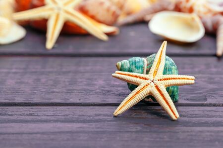 Different sea shells on color wooden background. creative photo.