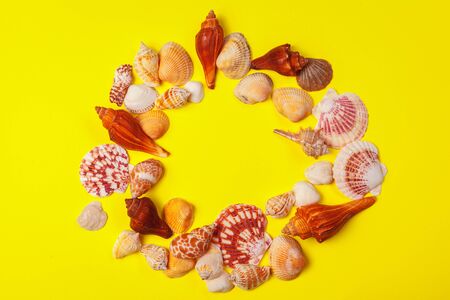 Seashells on a yellow background.