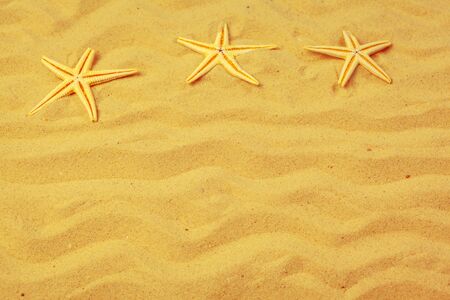 Seashells on sand. Sea summer vacation background. Creative photo.
