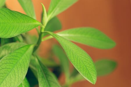 Green fresh plants grass closeup for background. Creative photo.