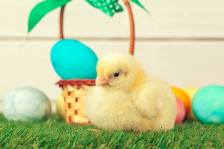 Easter eggs and chickens on green grass
