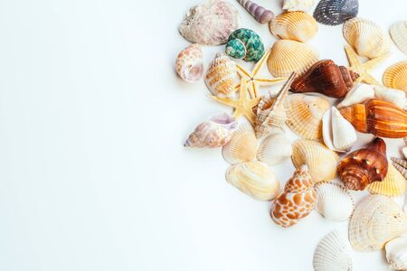 shells isolated on white background. creative photo.