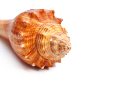 Sea shell on white backgroundの写真素材