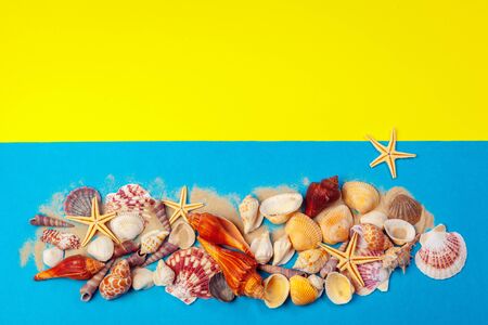 Seashells on a yellow background. creative photo.の写真素材